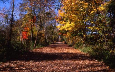 Image of Trail in Autumn